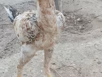 Chickens — 1-rasm