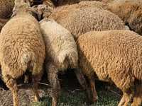 أغنام (دفعة، الجنس غير محدد), Karabakh sheep — الصورة 2