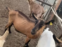 عنزة, Alpine goat — الصورة 3