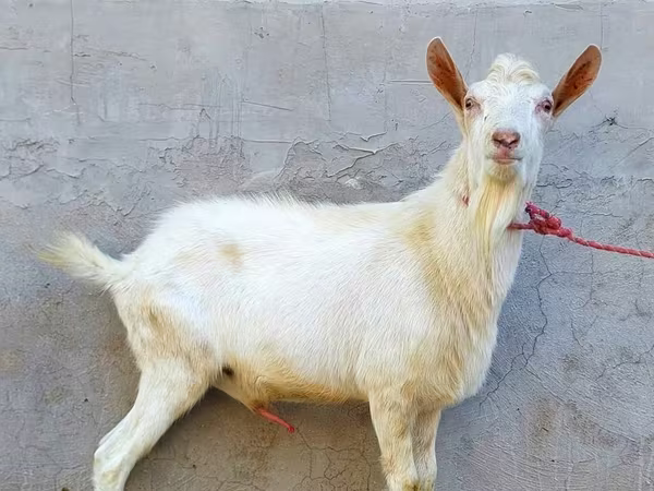 تيس, Dutch Landrace goats