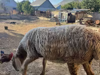 Қой, Arashan sheep — 7-сурет