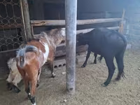 Ziege, Nubian Goat — Foto 1