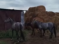 At, Horse breed — foto 4