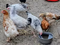 Chickens — 6-сурет