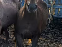 Pferde (Partie, Geschlecht nicht angegeben), Horse breed — Foto 5