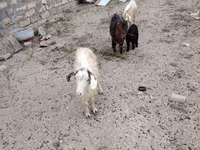 Echki, Echkilar — 4-rasm