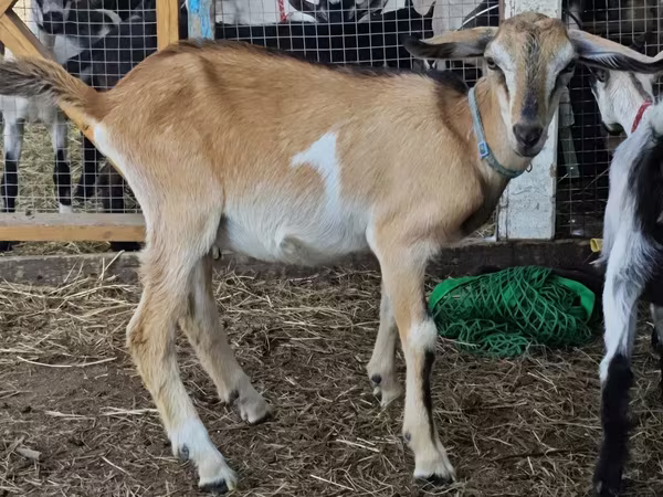 Ziegenbock, Nubian Goat