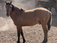 Caballo, Mugalzhar horse — foto 1