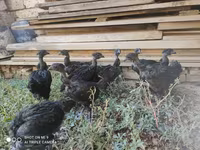 Chickens — foto 5