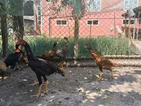 Chickens — foto 6