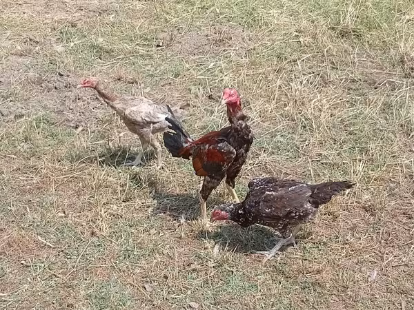 Chickens