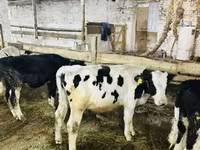 Bulle, Holstein-Rasse — Foto 5