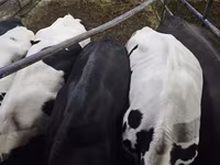 Kuh, Holstein-Rasse — Foto 1