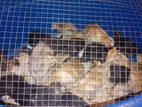 Turkeys — foto 2
