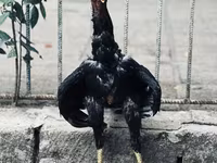 Guinea fowl — 照片 1