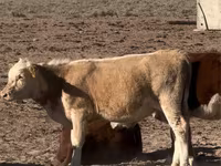 母牛, Latvian Blue cattle — 照片 6