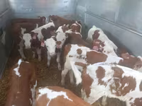 सांड, Simmental cattle — फ़ोटो 2