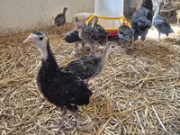 Turkeys — foto 3