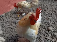 Chickens — Foto 6