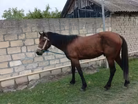 حصان, Azerbaijan horse — الصورة 3
