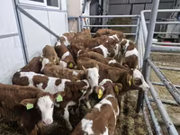 Bulle, Simmental cattle — Foto 3
