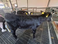 Kuh, Russian Black pied cattle — Foto 4
