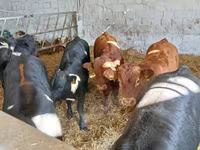 Rinder (Partie, Geschlecht nicht angegeben), Limousin-Kuh — Foto 3