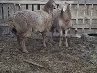 Schaf, Arashan sheep — Foto 3