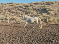 Айғыр, Kazakh horse — 3-сурет