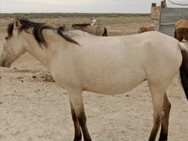 فرس, Horse breed