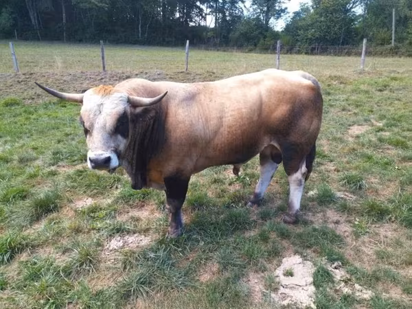 Bulle, Aubrac cattle