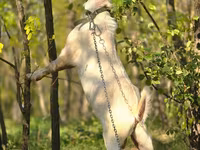 公山羊, Nubian Goat — 照片 2