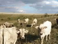 Kuh, Simmental cattle — Foto 6