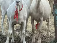 Ziege, Saanen goat — Foto 3