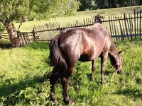 Hengst, Pferde — Foto 5