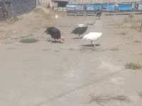 Turkeys — फ़ोटो 5