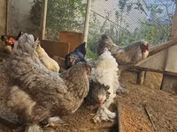 Brahma — Foto 8