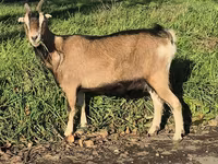 母山羊, Alpine goat — 照片 5
