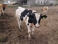 Vaca, Ganado vacuno — foto 8