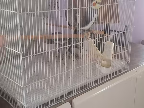 Növ: Nimfa (Cockatiel) papağanları və qəfəs dəsti 4 quw qefes daxil