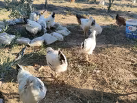 Chickens — الصورة 1