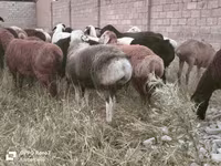 公羊, Sheep — 照片 7