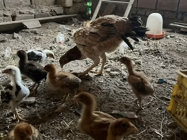 Chickens