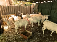 公山羊, Saanen goat — 照片 1