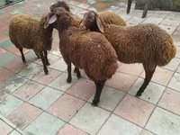 Ram, Sheep — photo 2
