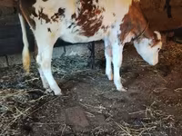 Vaca, Raza Holstein — foto 3