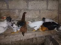 Chickens — foto 2