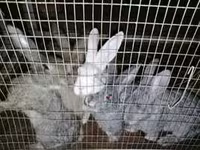 Chickens — Foto 7
