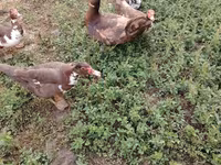 Ducks — foto 8