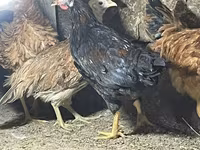 Chickens — 7-rasm